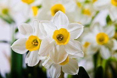 传奇真人影像ADV《428：被封锁的涩谷》导演确定新作启动